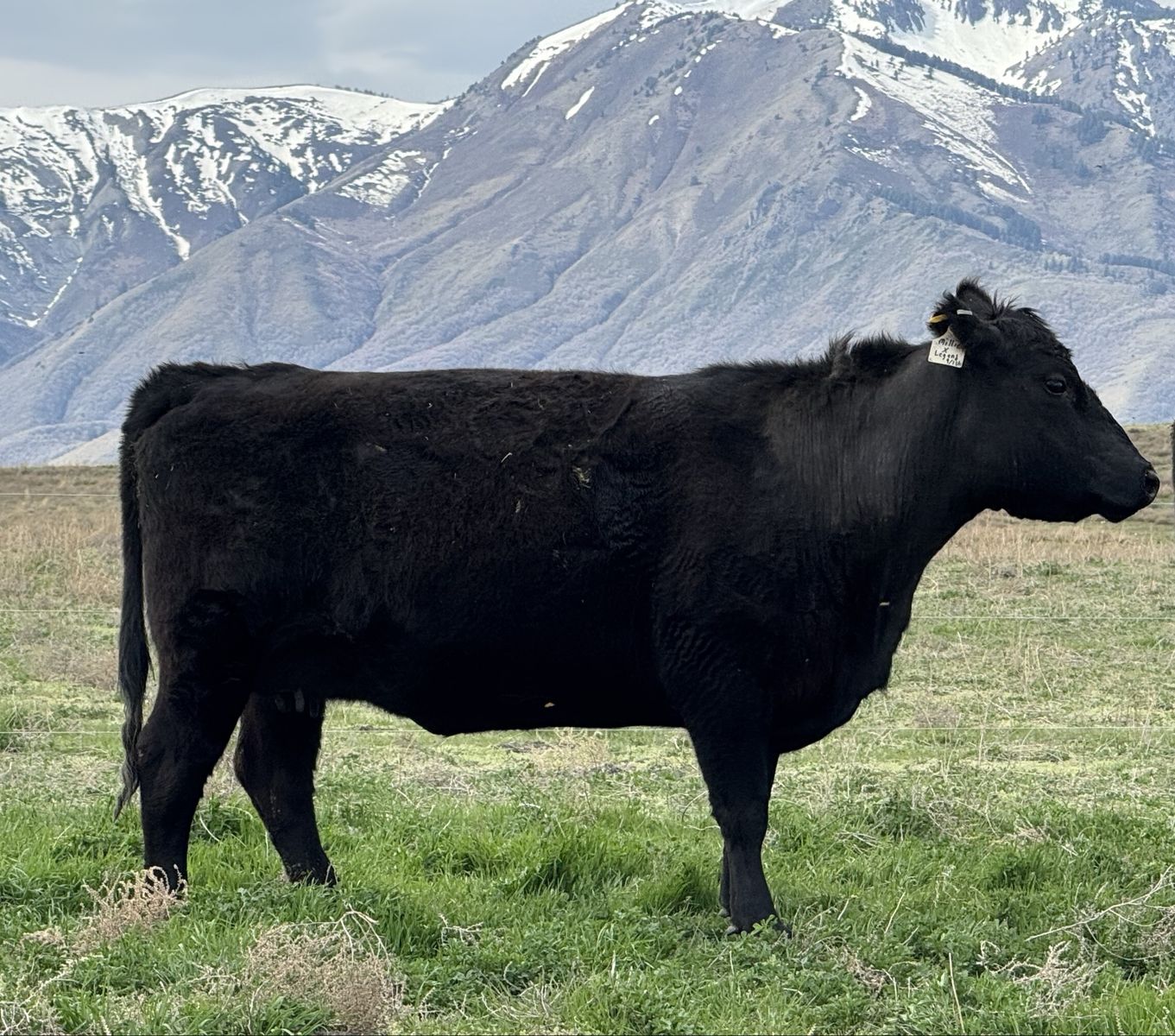 Pregnant Recip Carrying Highland Calf