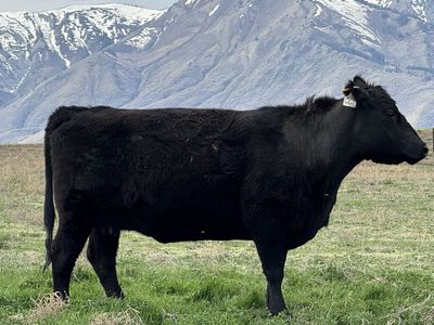 Pregnant Recip Carrying Highland Calf