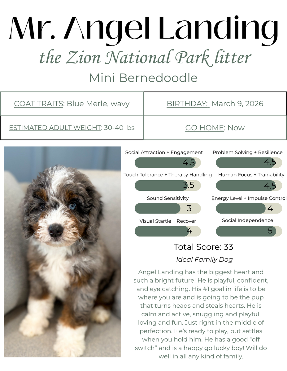 Mini Bernedoodle- Therapy and Family Puppy