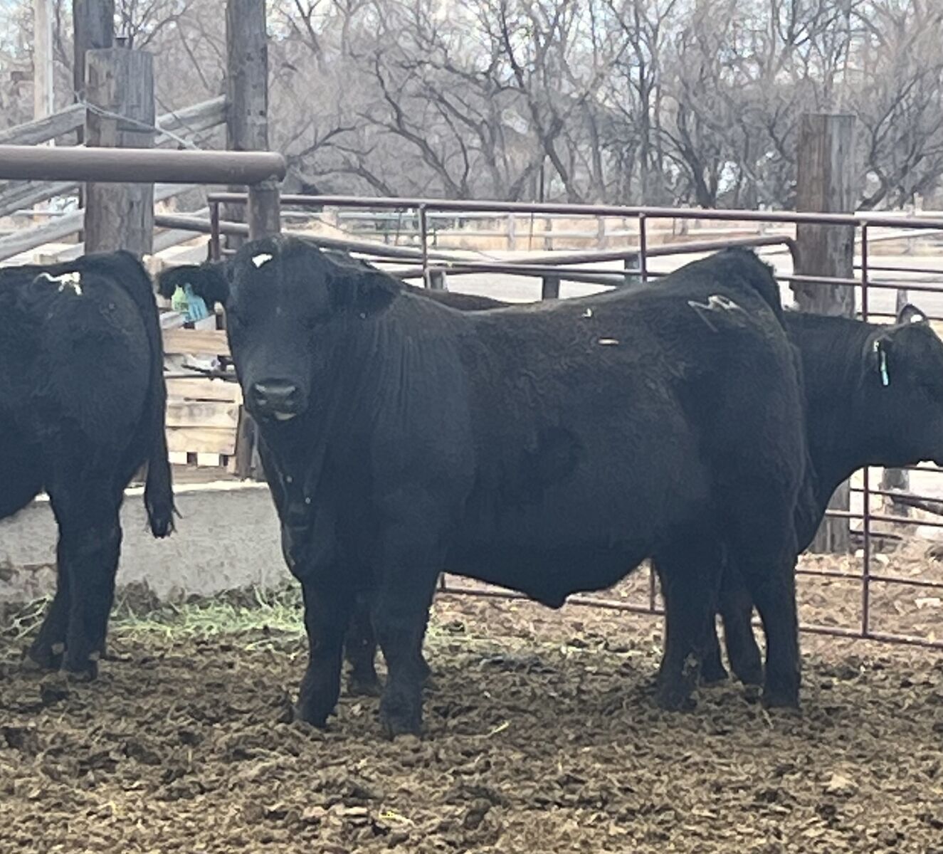 Private Treaty Simangus Bulls