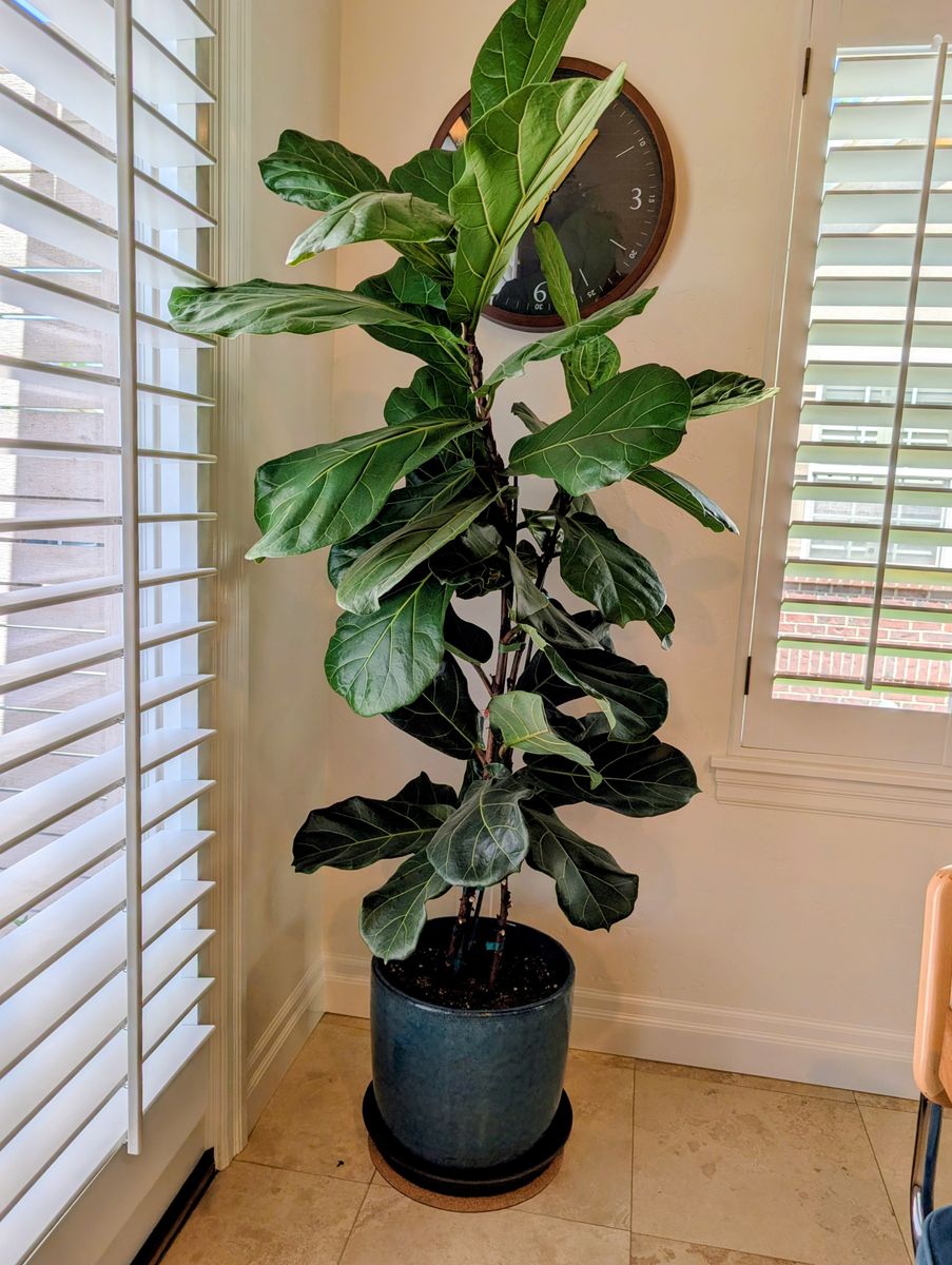 Gorgeous Fiddle Figs For Your Home