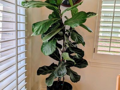 Gorgeous Fiddle Figs For Your Home