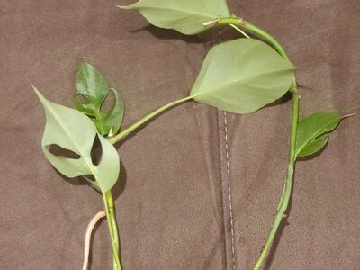 Mini Monstera Ginny Rooted Cutting Raphidophora