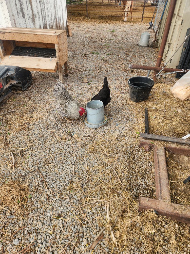 Chickens
