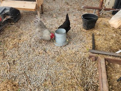 Chickens