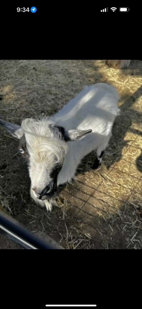 Nigerian Stud Goat! Available Now!