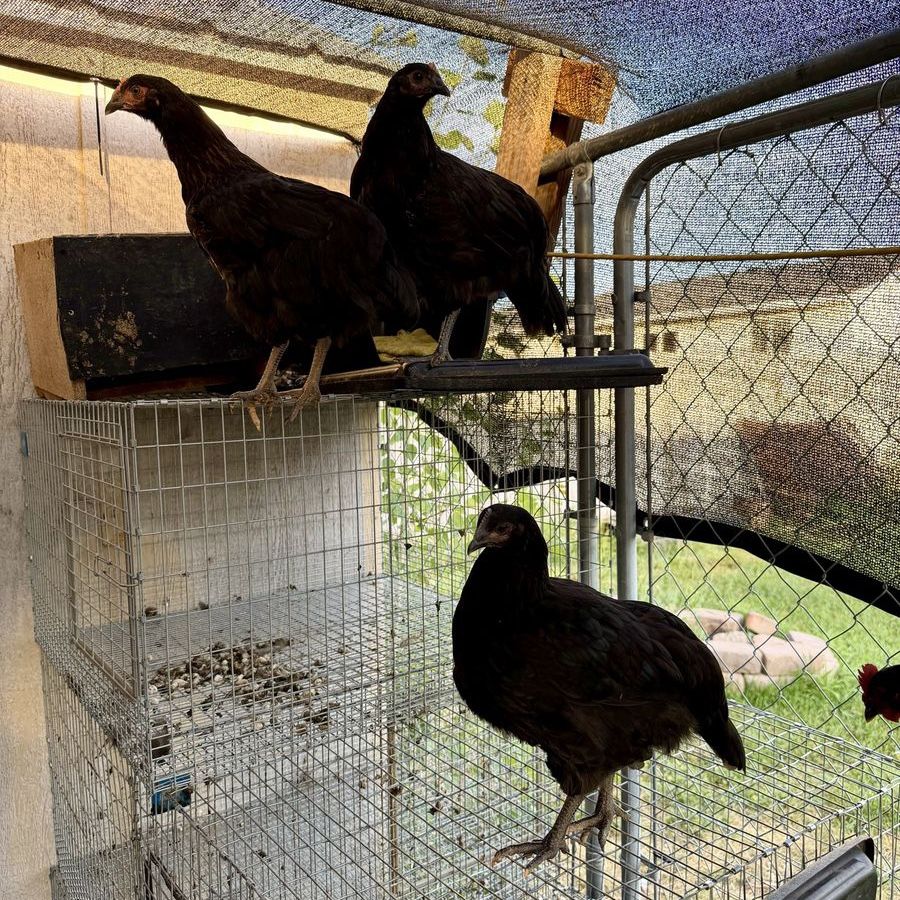 Barnyard Mix Pullets