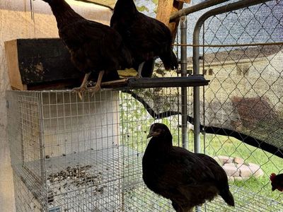 Barnyard Mix Pullets