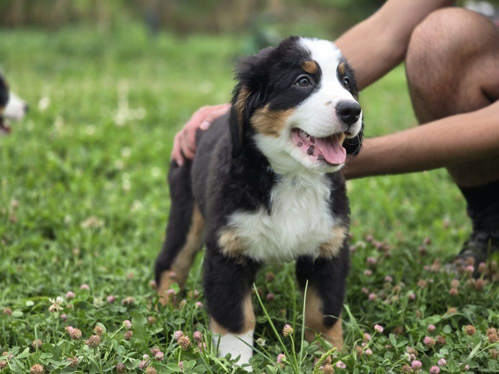 Premium Bernese Mountain Puppy Dog Champion lines