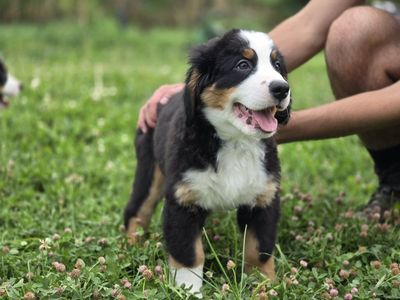 Premium Bernese Mountain Puppy Dog Champion lines