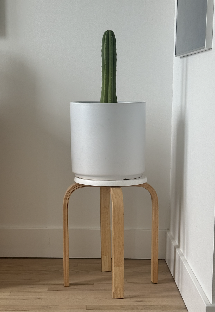 Cactus + Vase + Stand