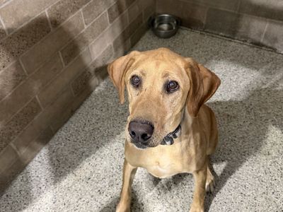 Meet Copper