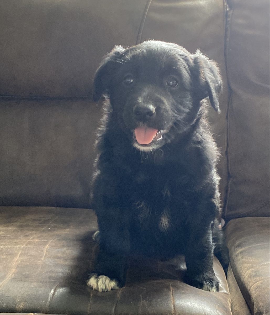 Purebred, registered Australian Shepherds
