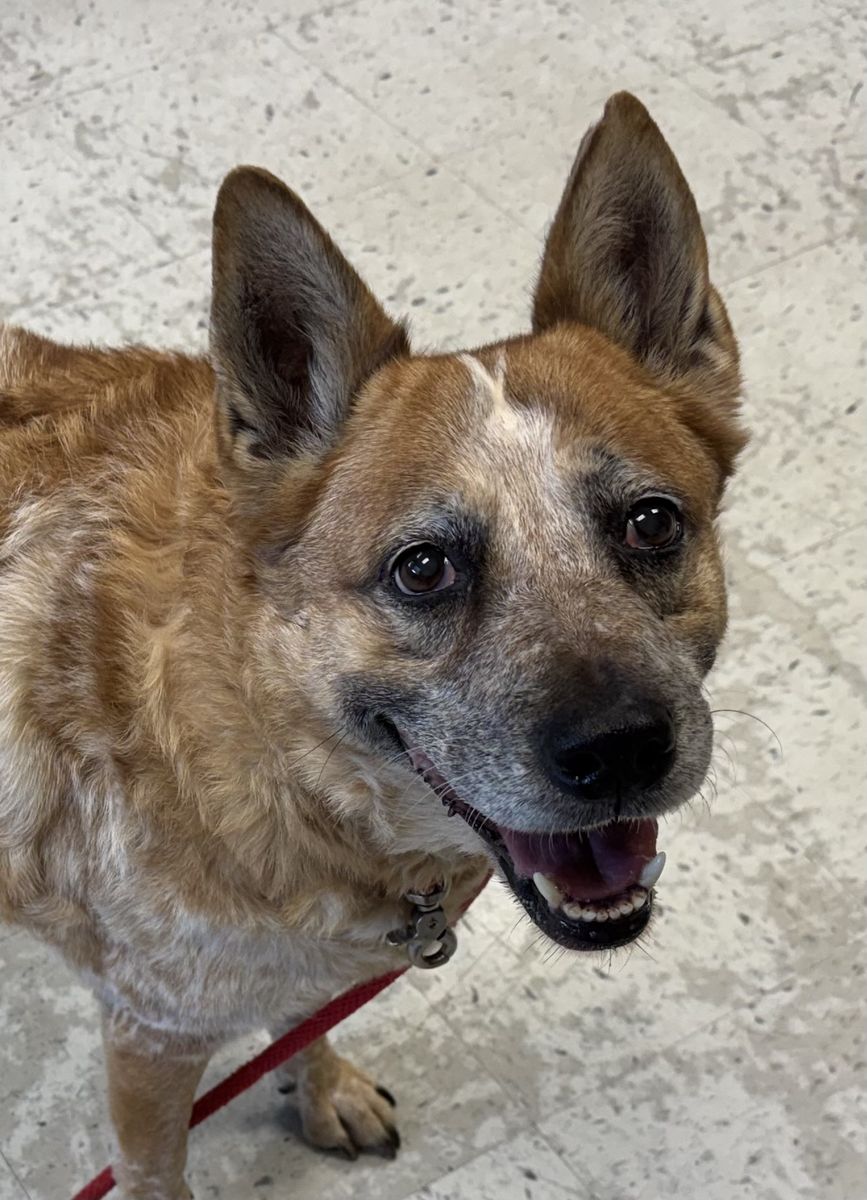 A73486 Tess is Available for Adoption!