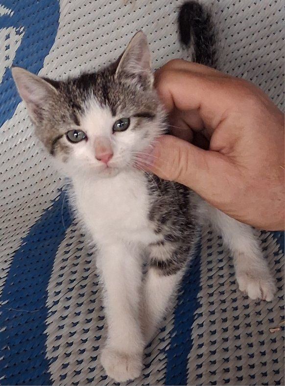 Adorable Kitten for Adoption - Playful and Loving