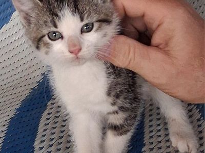Adorable Kitten for Adoption - Playful and Loving