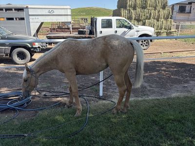 2025 palomino mare