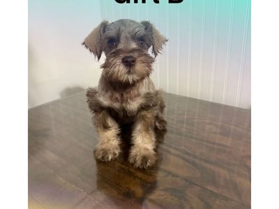 Purebred Miniature Schnauzer Puppies - Male & Females Available