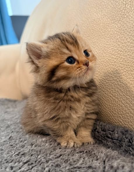 British Shorthair Kittens