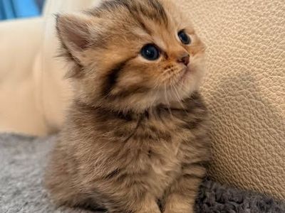British Shorthair Kittens