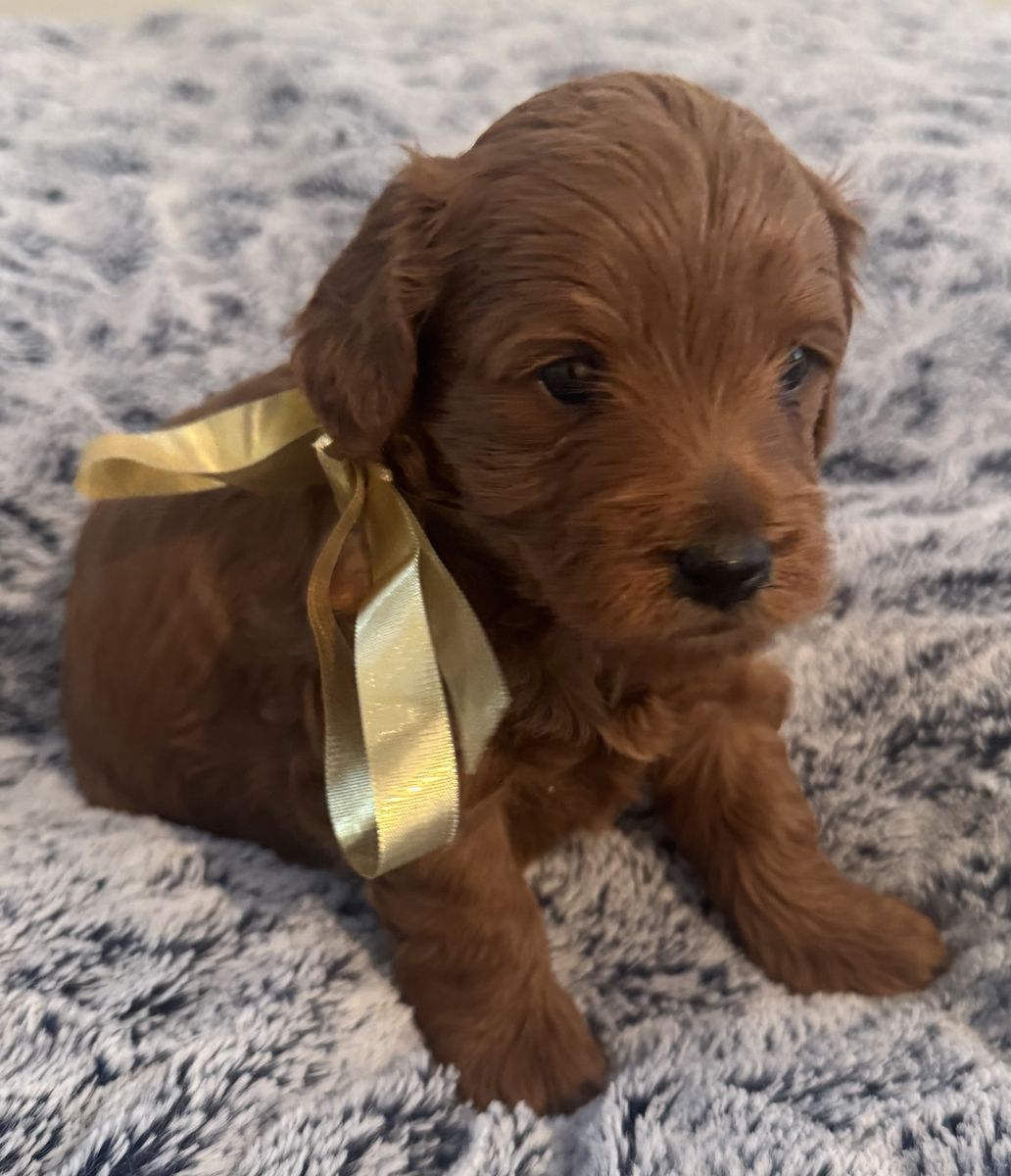 F1B Mini Goldendoodle Puppies