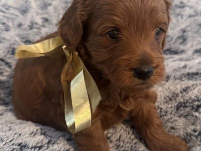 F1B Mini Goldendoodle Puppies