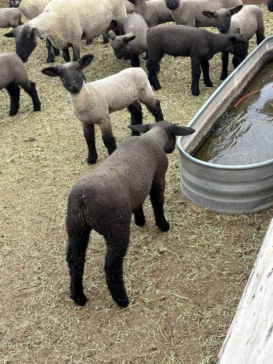 Show lambs