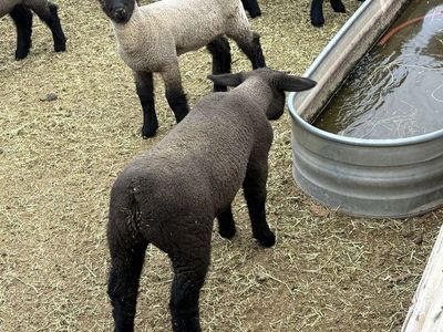 Show lambs
