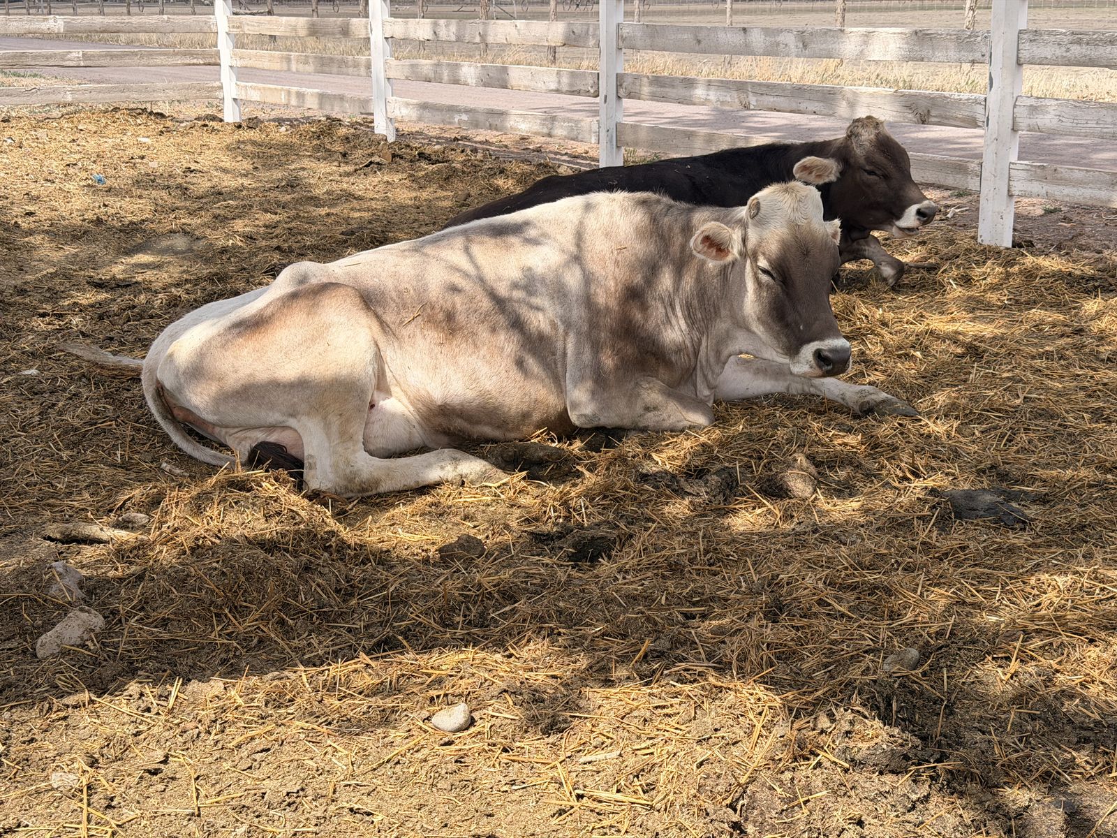 Brien Swiss  Cows And Calves For Sale