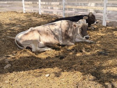 Brien Swiss Cows And Calves For Sale