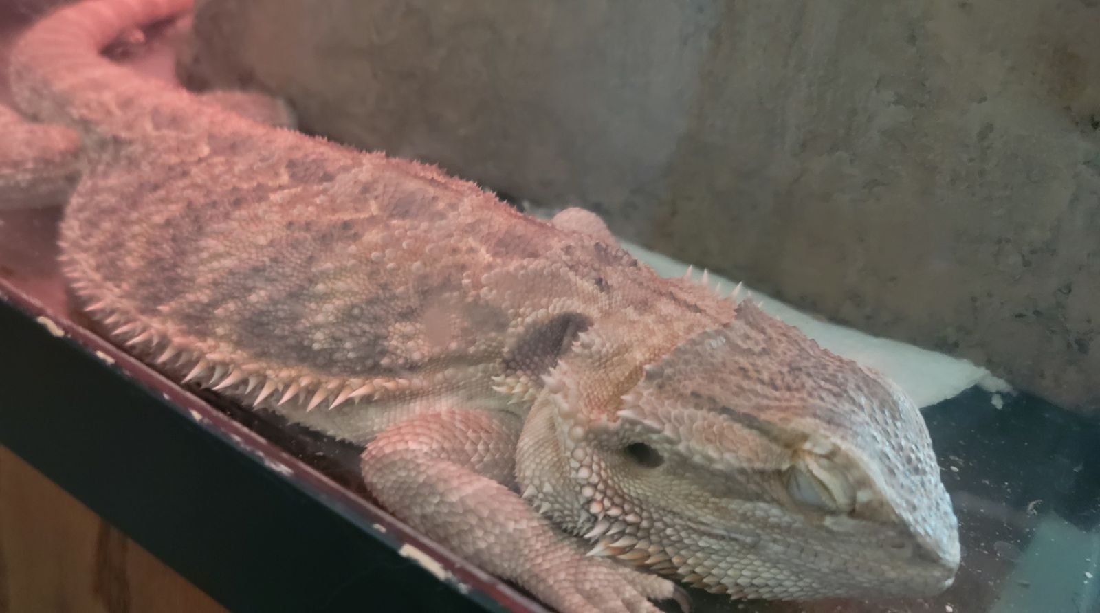 Bearded Dragon