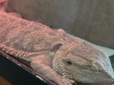 Bearded Dragon