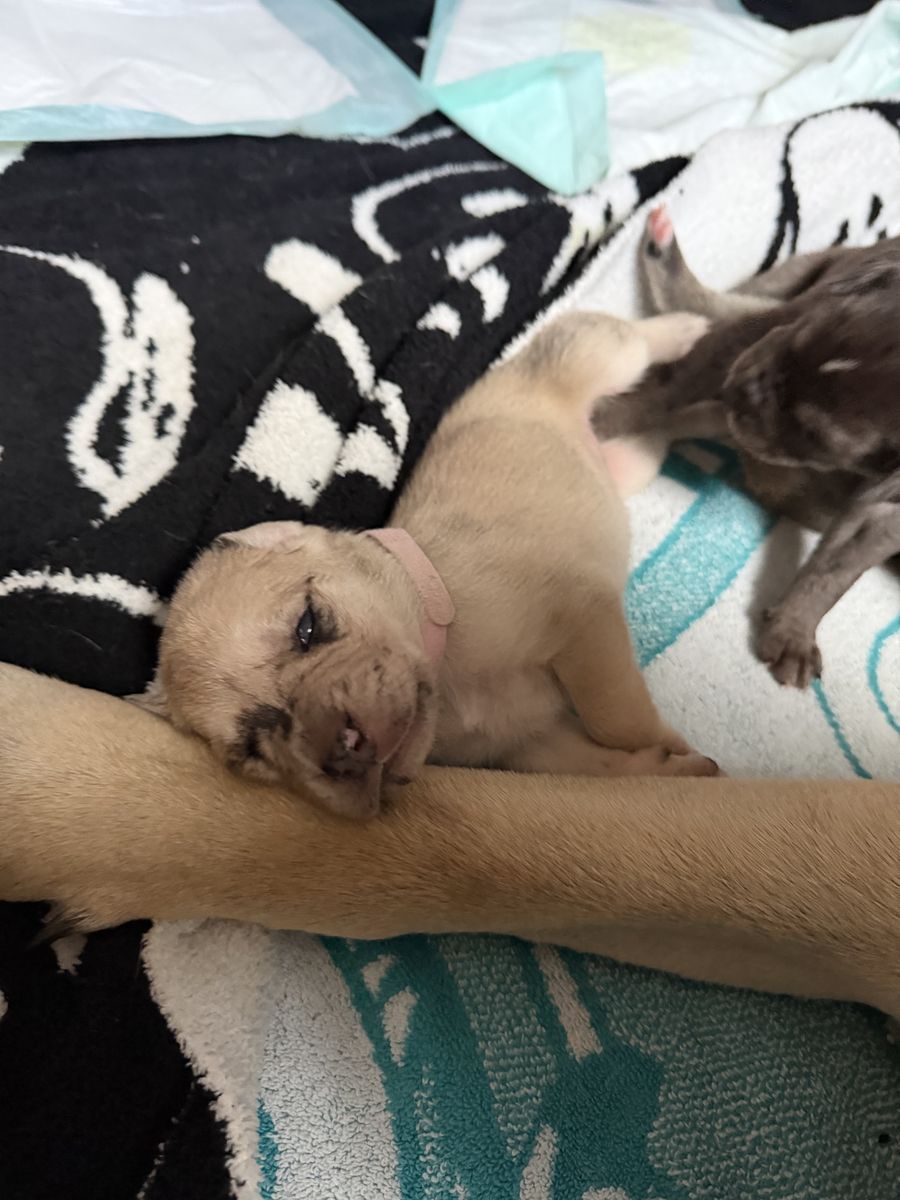 Adorable  Daniff Newborn Puppies. English mastiff/Great Dane