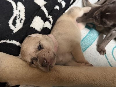 Adorable Daniff Newborn Puppies. English mastiff/Great Dane