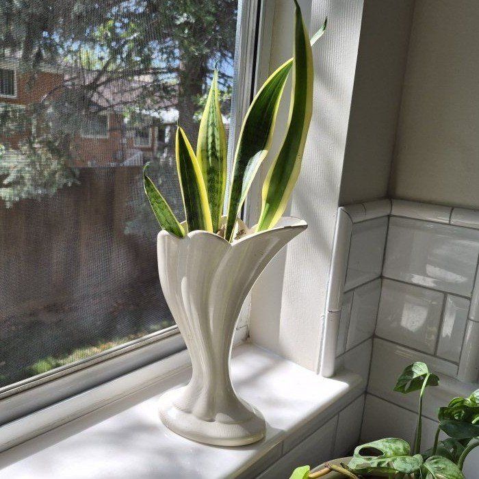 Snake Plant MCM Vase