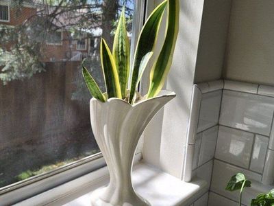 Snake Plant MCM Vase