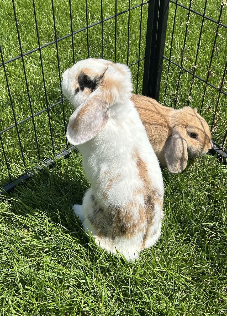 Holland Lop buck and doe - Broken Harlequin