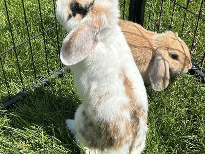 Holland Lop buck and doe - Broken Harlequin