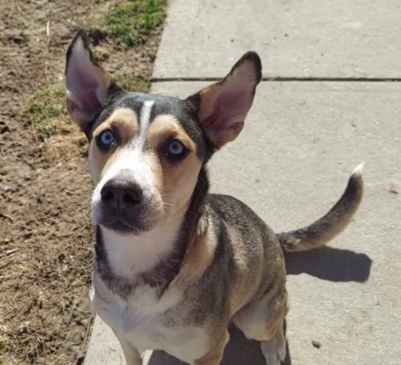 Kokomo a 2 1/2 year old Husky mix looking for forever home