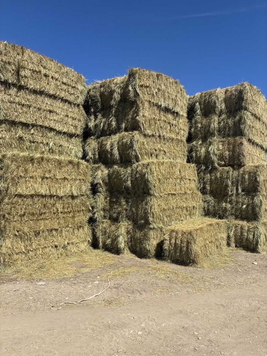 Grass hay
