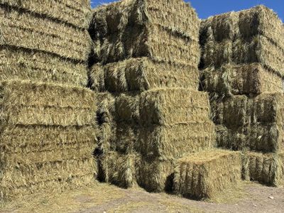 Grass hay