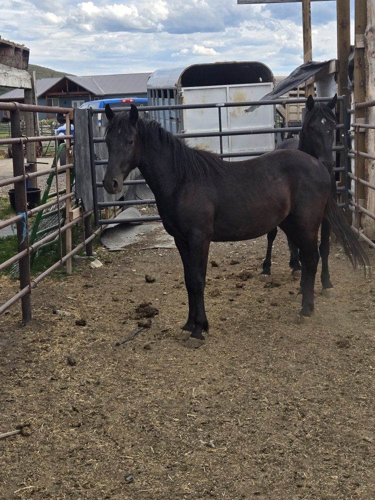 half draft stud colts