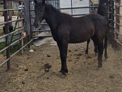 half draft stud colts