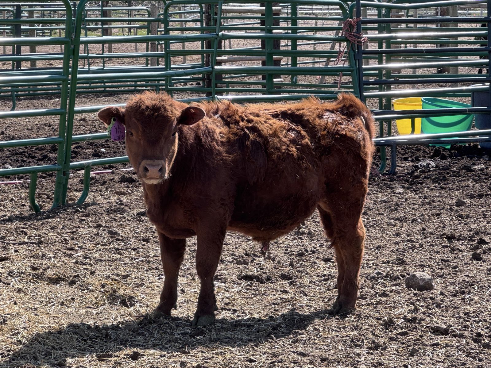 “Little” Red Angus Mini Bull