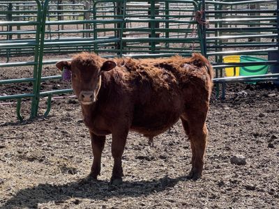“Little” Red Angus Mini Bull