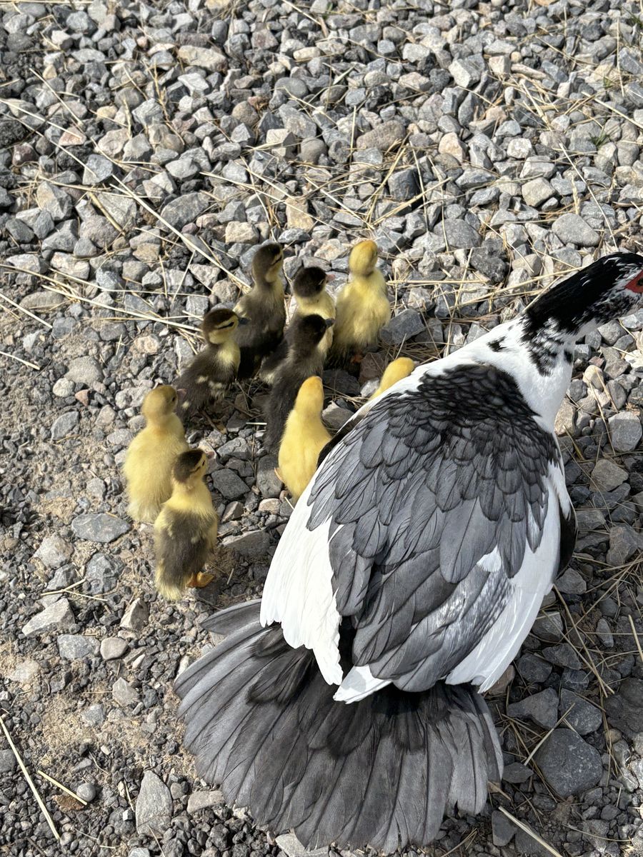Muscovy Ducklings