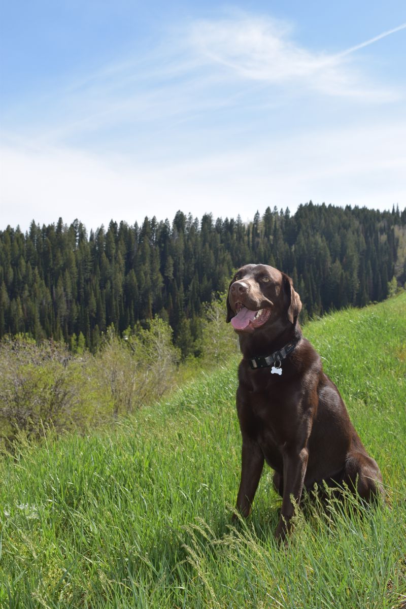 Chocolate Lab