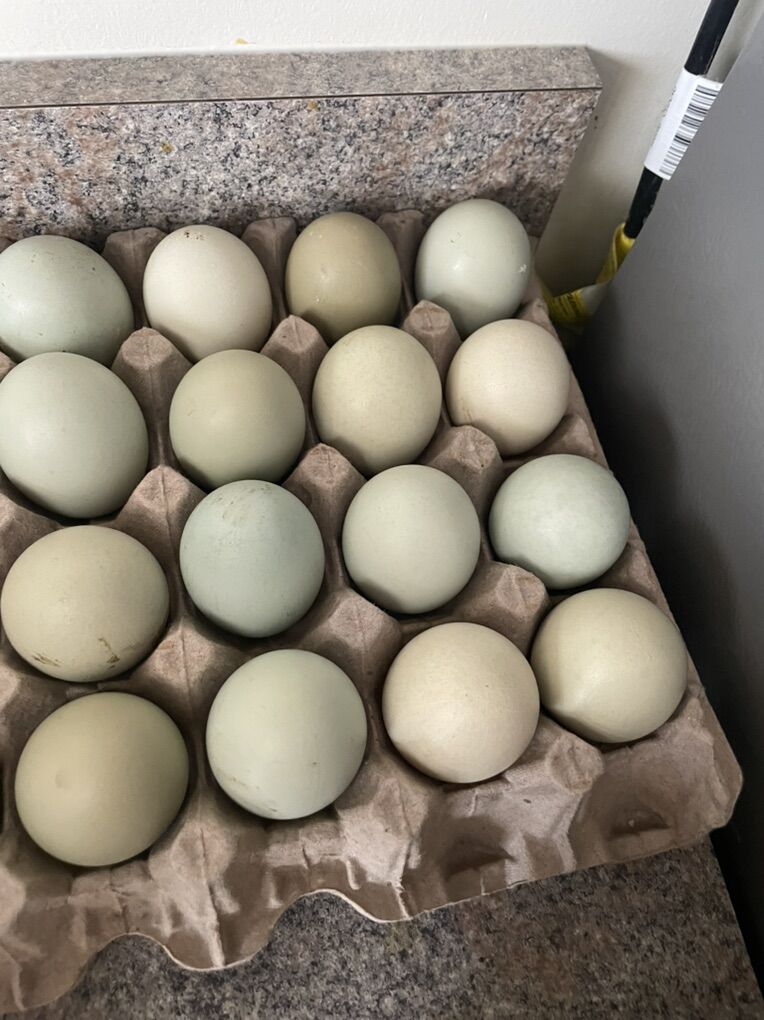 Olive Egger & Americana Chicks