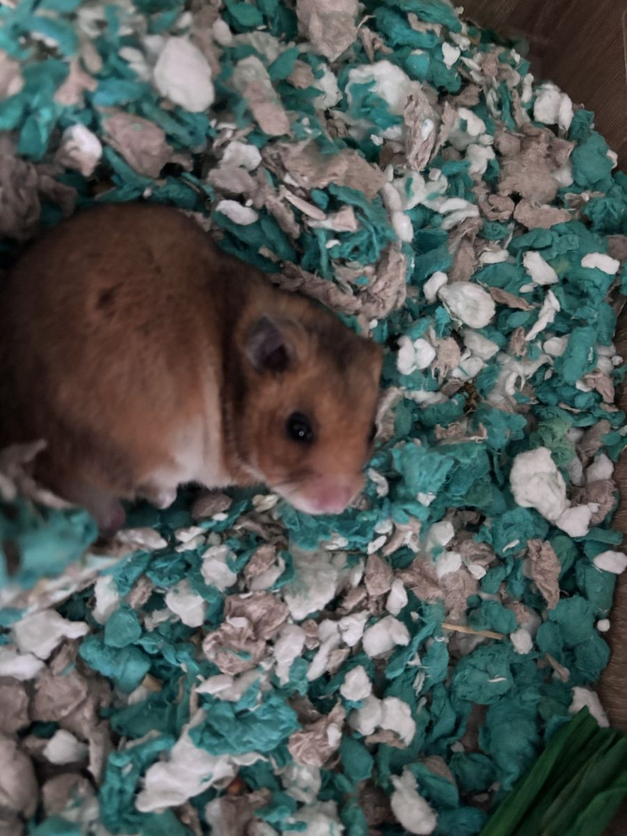 Hamster
