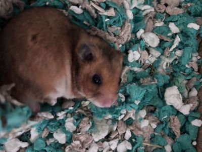 Hamster